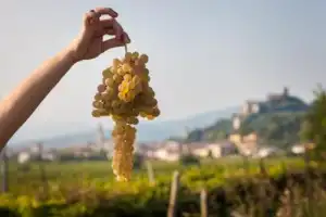 Винная экскурсия: Soave — вино любви Винная экскурсия: Soave — вино любви