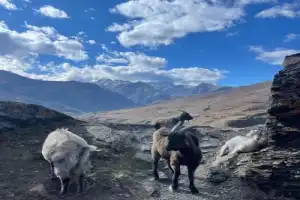 В окружении гор: лучшие места Северной Осетии за 1 день (в группе) - 16