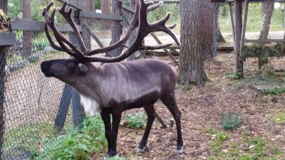 Два дня в Ладожской Карелии: тур из Петербурга - 10