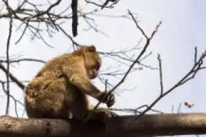 Долина Урика. Королевство, о котором вы не знали - 9