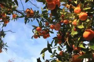 Абхазское трио: Гагра, Новый Афон и Сухум