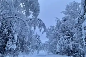 Арктическая экзотика: на снегоступах — по беломорской тундре - 12
