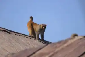 Нетуристический Катманду - 12
