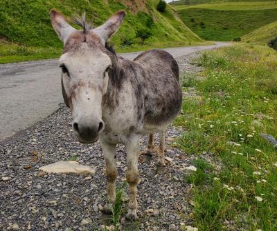 Топ-места Осетии: Даргавс, Мидаграбинские водопады и качели над пропастью - 4