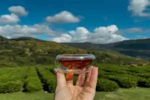 Мастер-класс по рисованию в горах Сочи - 3