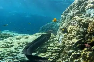 По Красному морю — на дайверской яхте - 7