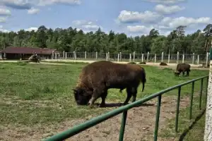 Из Бреста — в заповедный мир Беловежской пущи - 21