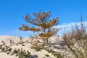 Самое-самое на Куршской косе - 5