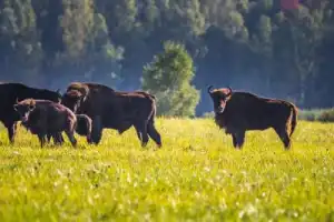 Из Бреста — в Беловежскую пущу Из Бреста — в Беловежскую пущу