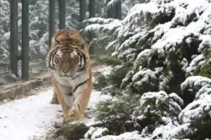 Горнолыжный уикенд в Улудаге - 5