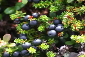 Сопка Мишукова — к лучшим видам на Мурманск - 7