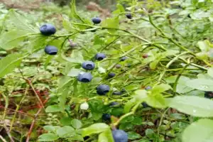 Карелия заповедная: прогулка по экотропе - 10