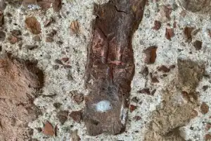 Гродненские must-see, их легенды и история — на автопешеходной экскурсии - 7