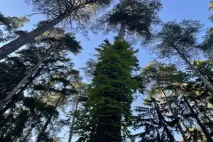 Переделкино и «шестидесятники» (в группе) - 4