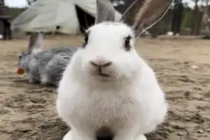 Из Мурманска — в саамскую деревню - 4