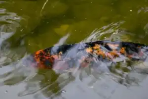 Городецкий край — русская Финляндия (из Нижнего Новгорода) - 13