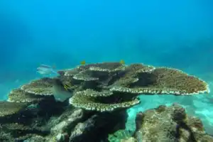 Чудеса Андаманского моря: на катере к островам Пхи-Пхи и Бамбу - 15
