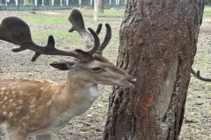 Из Бреста — в Беловежскую пущу - 4