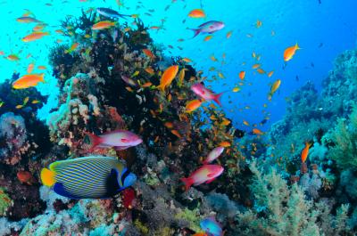Подводный мир Красного моря лодке с прозрачным дном + трансфер