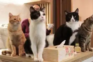 Кошачьи кафе Праги: история, сладости и котики - 6