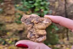 Охота на трюфель в окрестностях Альбы - 9