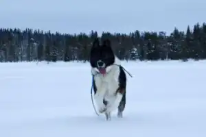 В саамскую деревню из Мурманска — к оленям, хаски и духам севера - 9