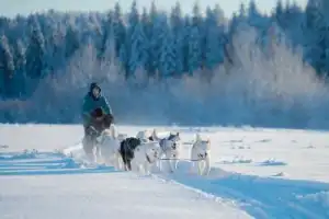 Иммерсивная экскурсия «Тайны Севера» - 12