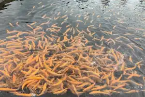 День развлечений в окрестностях Сочи - 4