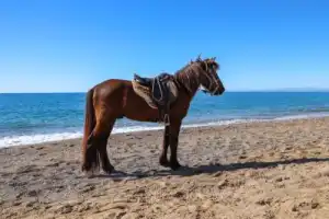 Конные прогулки в лесу или у моря в Анталье Конные прогулки в лесу или у моря в Анталье