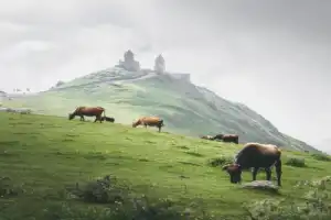 В объятия с Казбеком