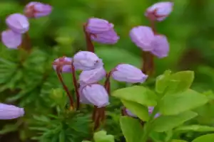 По Хибинам с учёным-экологом - 6