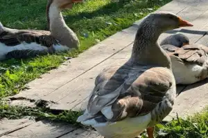 Детская экскурсия в Музей деревянного зодчества - 13