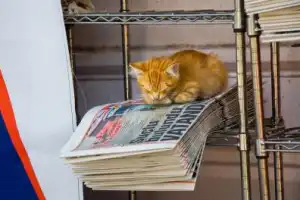 Европейская роскошь Стамбула: дворец Долмабахче и улица Истикляль - 4