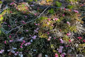 Активная прогулка в полярную ночь на сопку Мишукова - 14