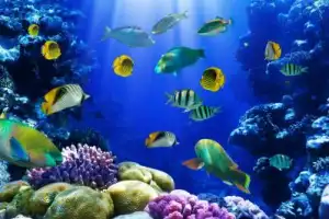 Морская прогулка на лодке с прозрачным дном - 8