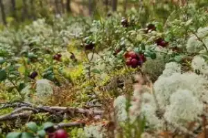 Детокс в Карелии: место силы, дары леса и походная романтика (всё включено) - 7