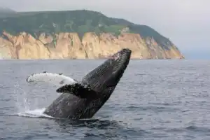 Активный отпуск на Камчатке: восхождение на вулкан, морская прогулка, сплав, баня