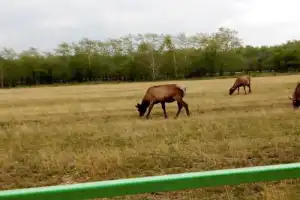 Страусиная ферма в Омске! - 3
