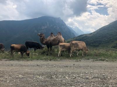 Поездка из Владикавказа — в горы Осетии! - 3