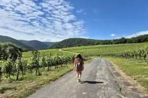 Из Кёльна — по винным дорогам в долине реки Ар