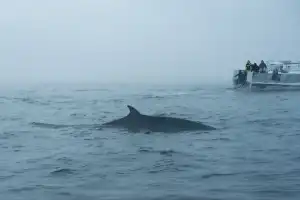 Арктические приключения: морская прогулка в поисках китов, Териберка и этническая деревня - 6