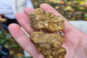 Охота на трюфель в окрестностях Альбы - 11