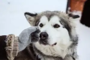 Гранд-тур по зимней Карелии: заповедные территории, 2 острова, 3 города и викинги - 8