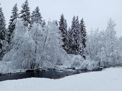 Карелия заповедная: прогулка по экотропе - 15