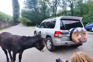 Фотопрогулка на озеро Рица — из Сухума - 24