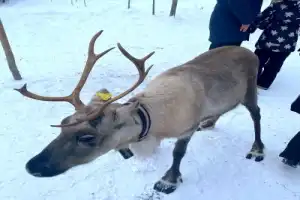 Из Мурманска в деревню саамов - 8