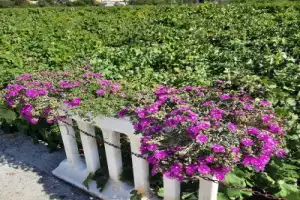 Вино и устрицы Адриатики - 9