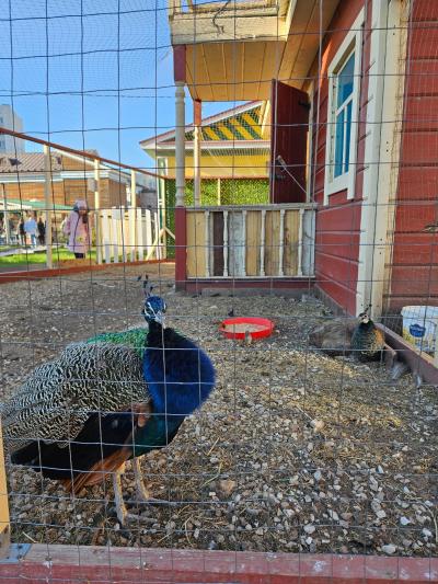 Старая Казань: история, культура, быт - 7