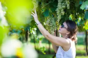 Винная экскурсия: Soave — вино любви - 8