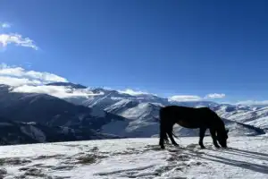Заповедное Цейское ущелье — зарядиться энергией гор! Индивидуальная экскурсия - 7